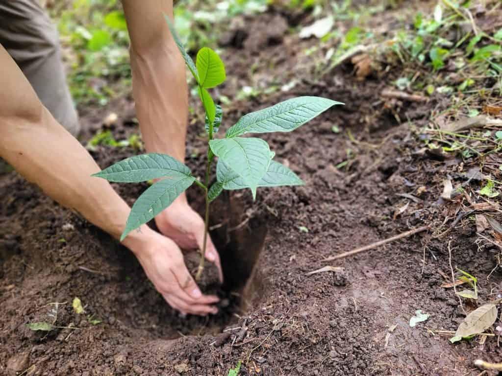 Hands on seedling