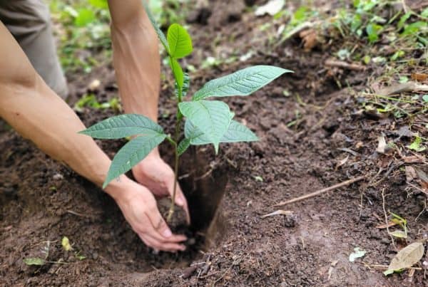 Hands on seedling