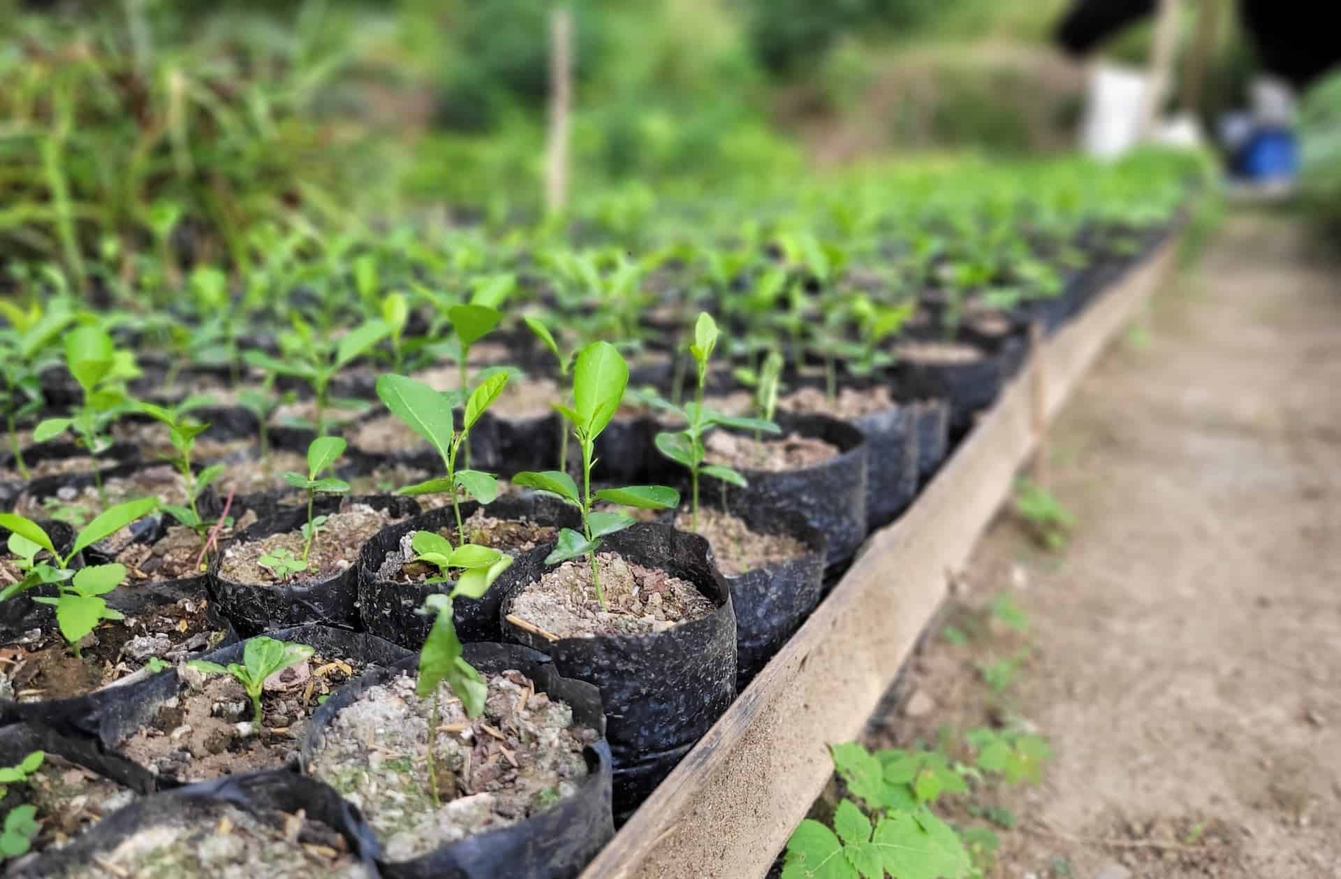 Cost Structure of TMA’s Community Reforestation Program