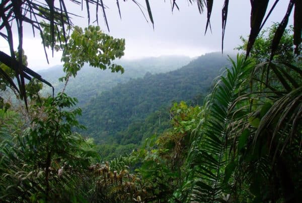 Pacific Rainforest of Ecuador - Jama-Coaque Reserve