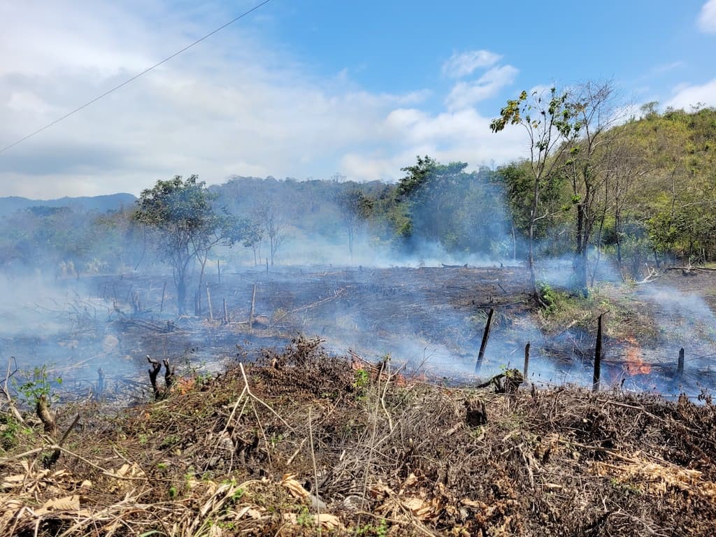 slashed and burning forest