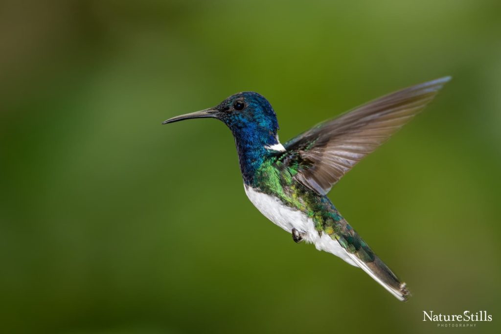 White necked Jacobin bird in the Jama-Coaque Reserve