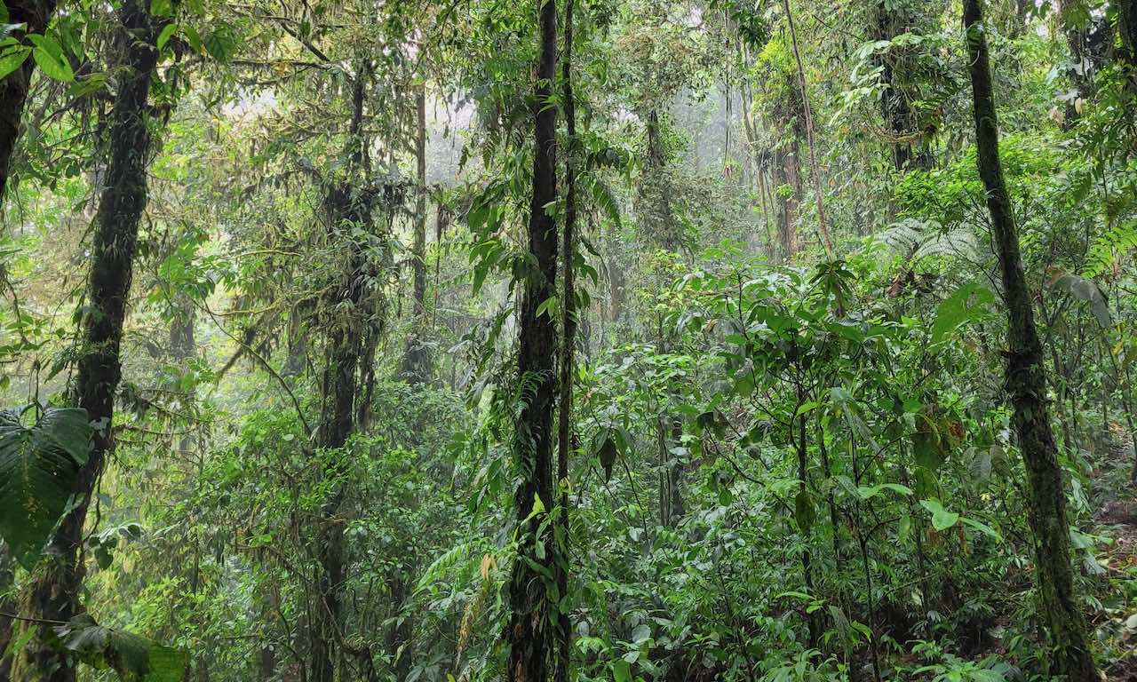 Inside the mature wet forest of Cerro Pata de Pájaro, in the northern range of the Capuchin Corridor. 