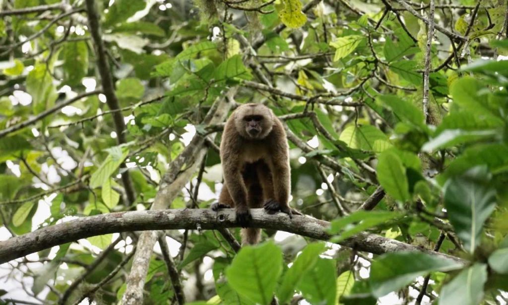 Ecuadorian Capuchin Monkey on tree branch