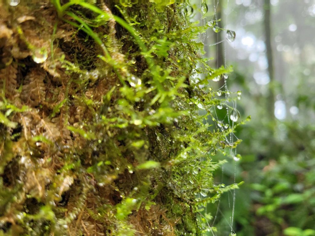 Closeup of water droplets on moss growing on a tree