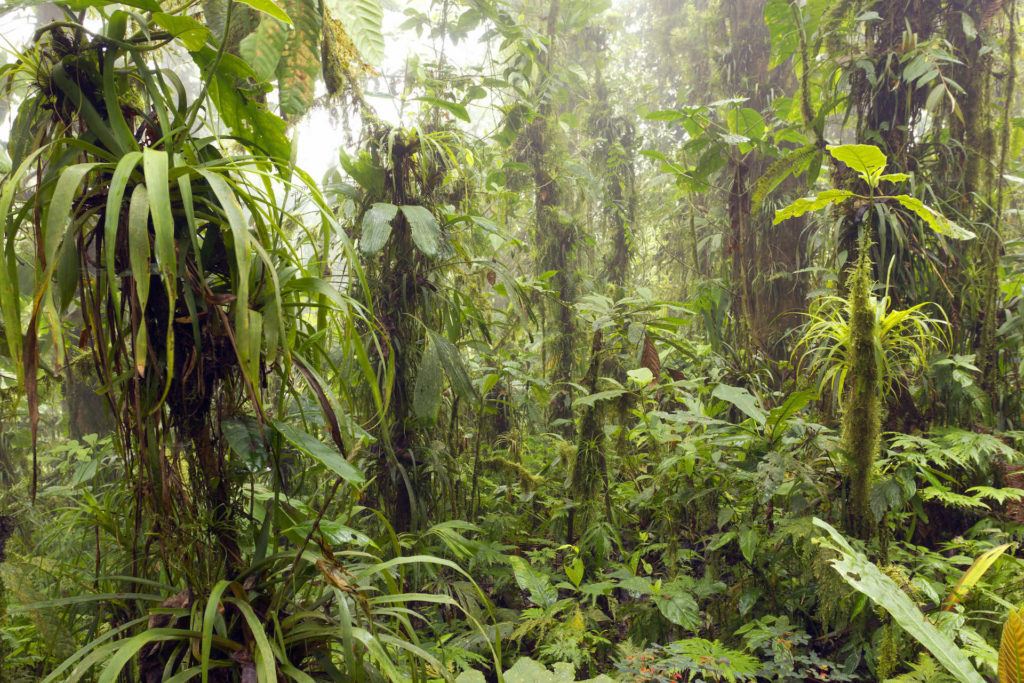 Cloud forest in the Jama-Coaque Reserve