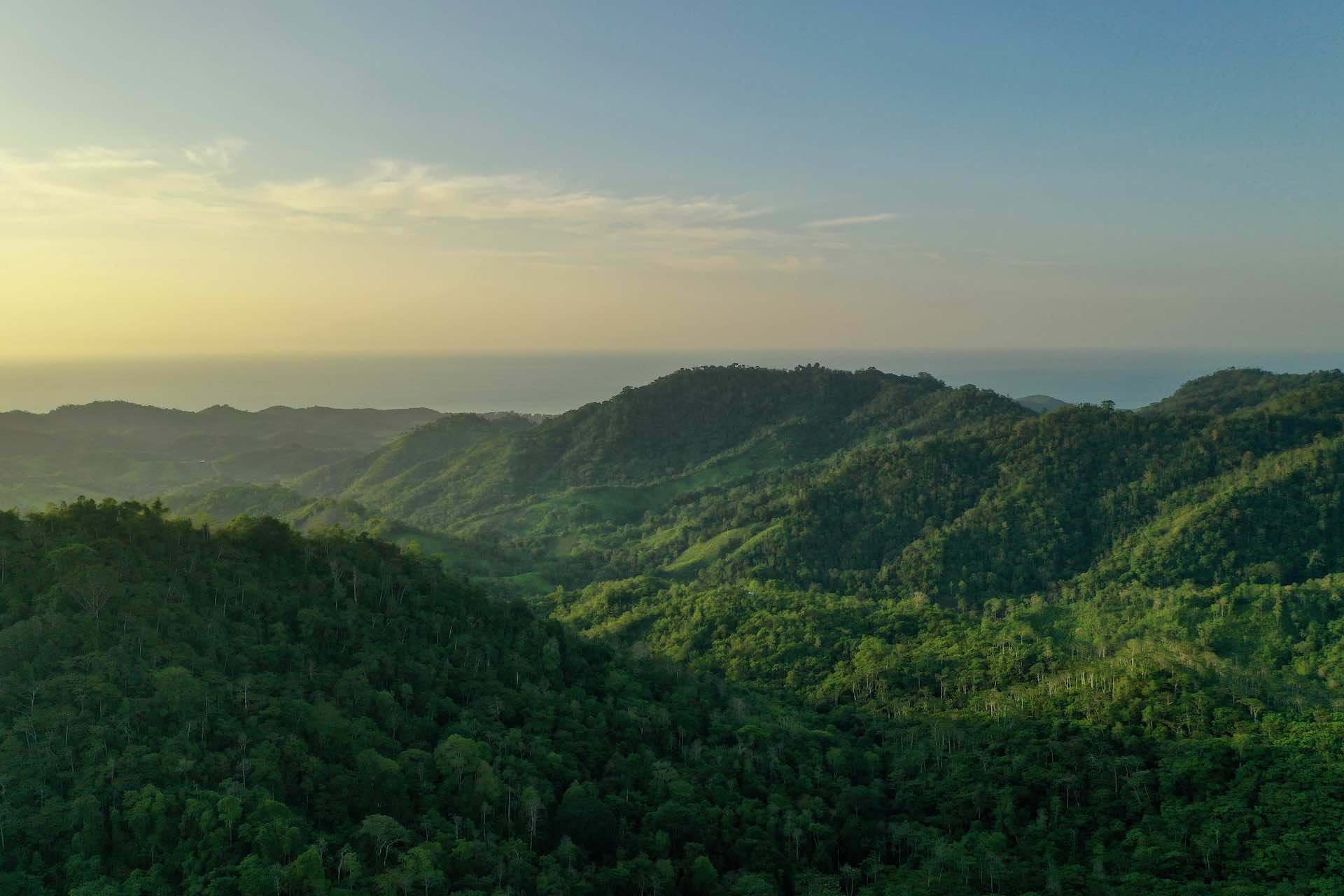 Photo Tour of the Pacific Forest of Ecuador - TMA