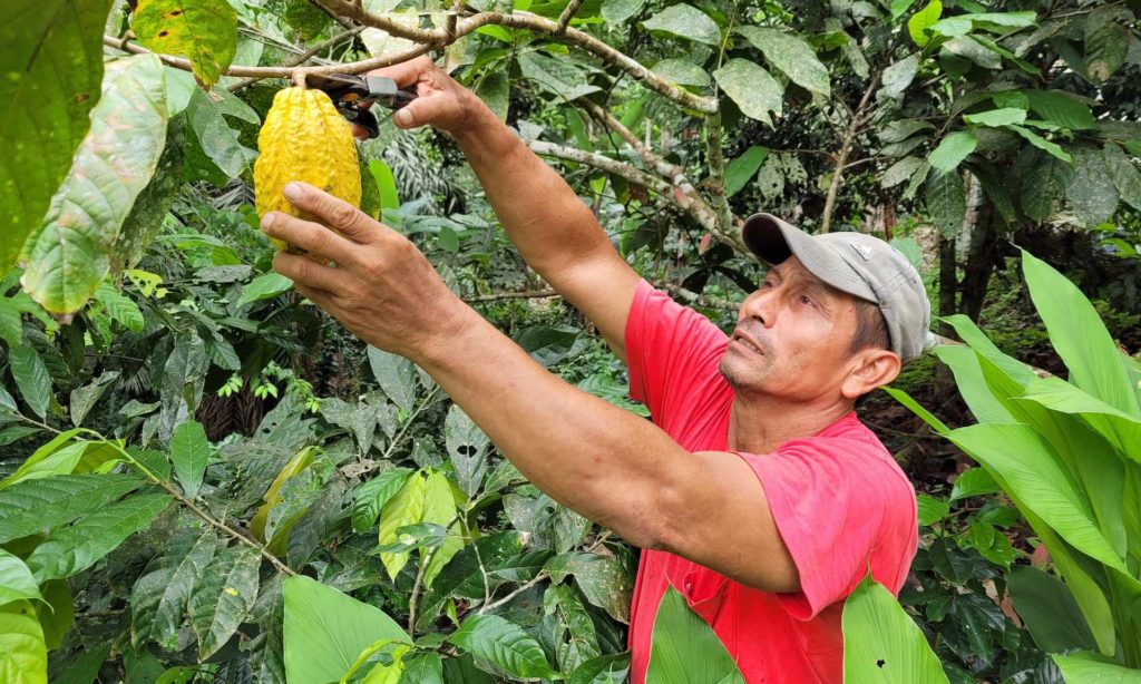 Marquez harvesting cacao pod