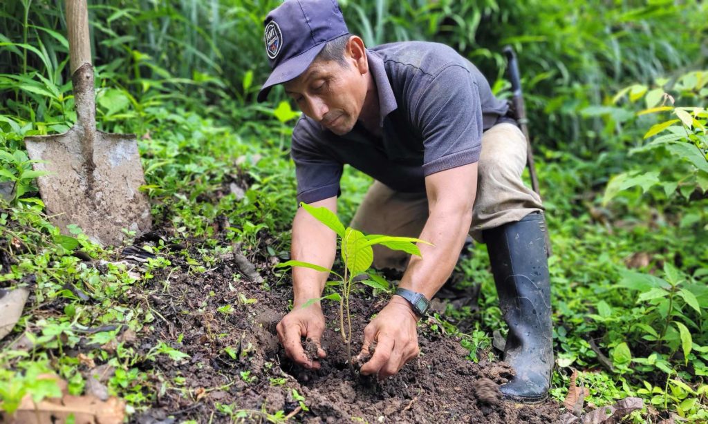 Planting a cacao seedling