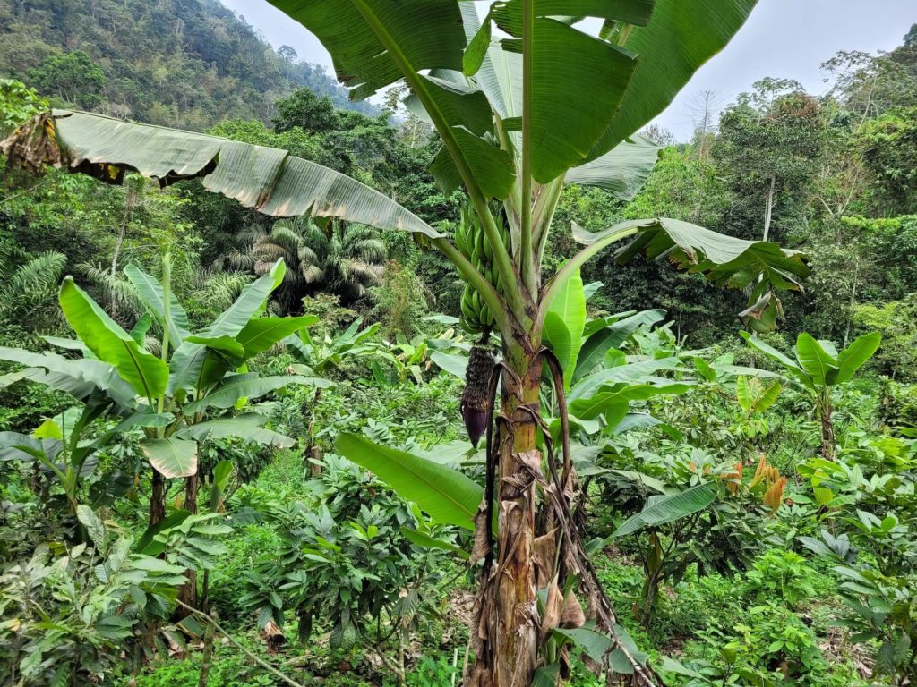 The Genetic Bank of Ancient Nacional cacao