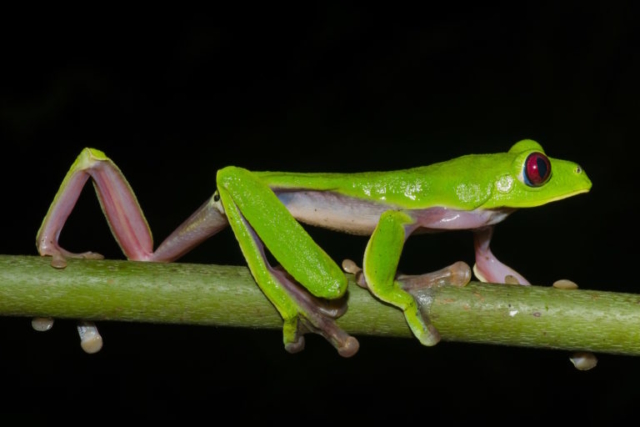 Gliding Treefrog