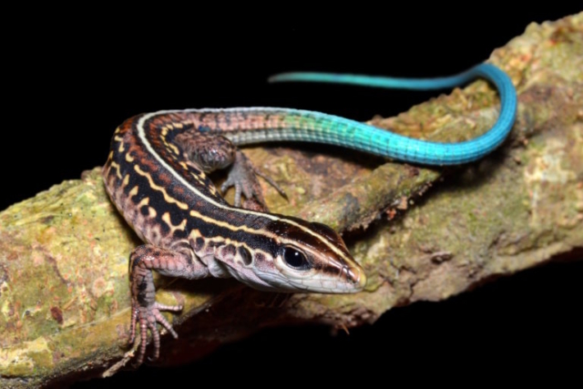 Seven-lined Ameiva