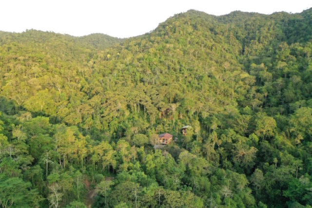 Bamboo House