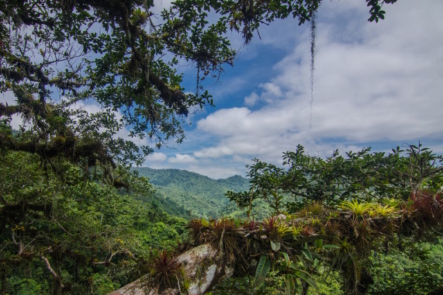 Canopy view