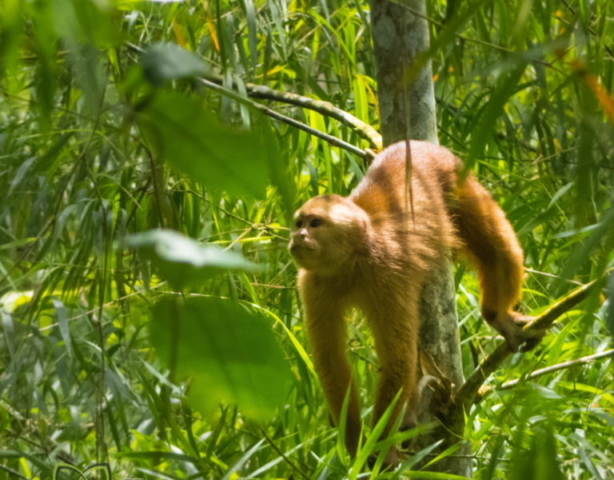 White-fronted Capuchin Monkey