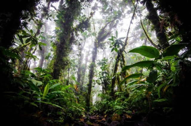 Cloudforest