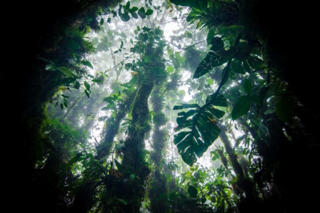 Cloudforest