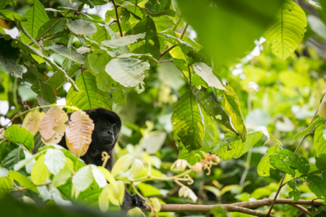 black mantled howler monkey