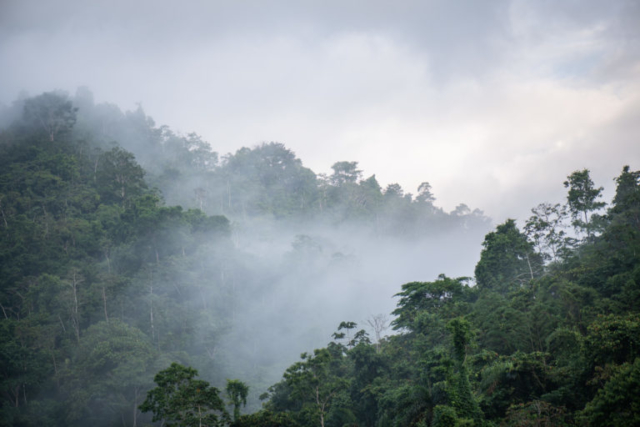 Jama-Coaque Reserve