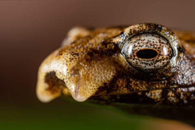 Bolitoglossa