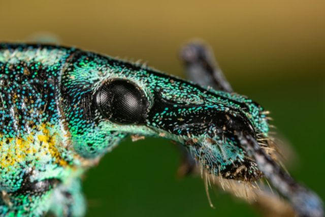 weevil