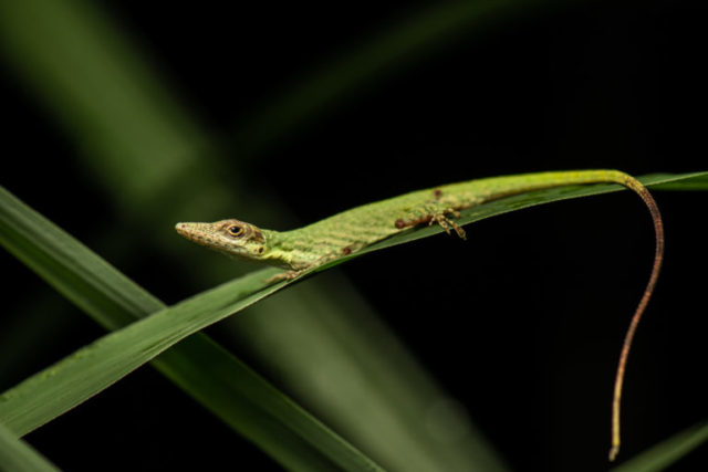 Anolis peraccae