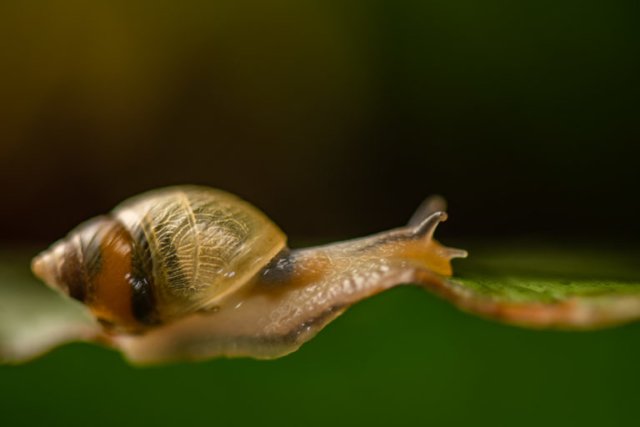 snail