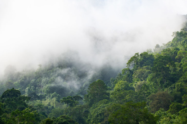 Jama-Coaque Reserve