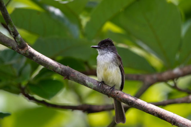 Dusky Capped Flycatcher