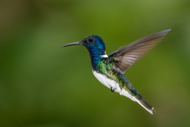 White-necked Jacobin