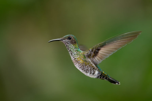 White-necked Jacobin