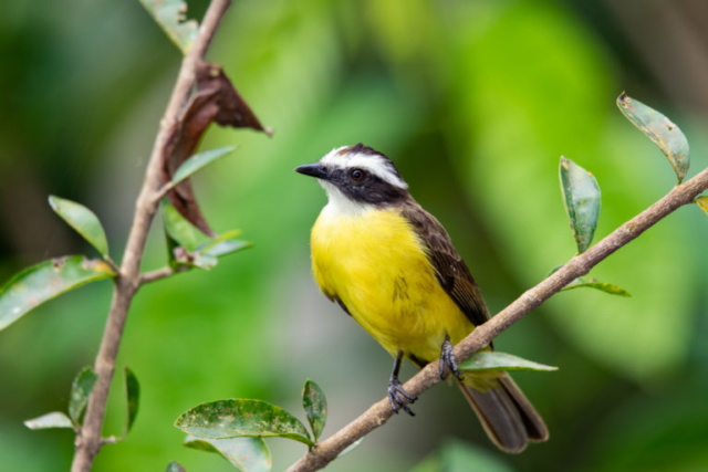 Social flycatcher