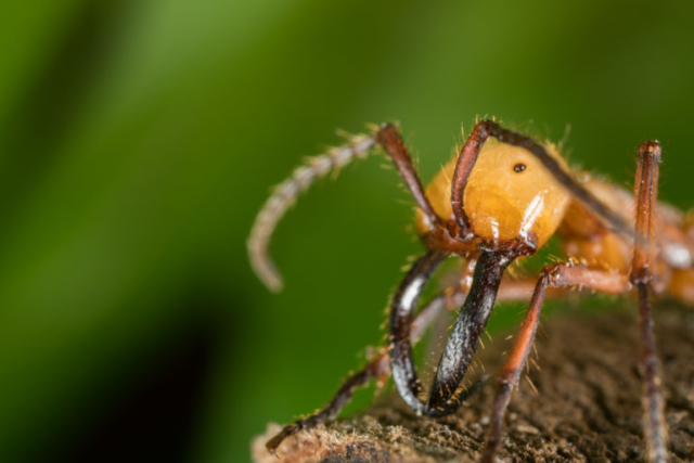 leafcutter ant