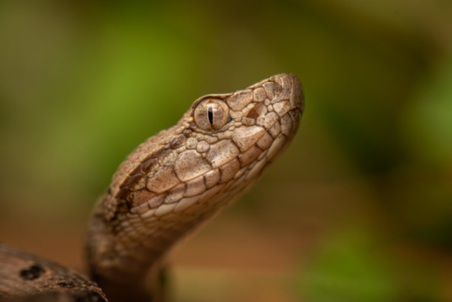 Fer-de-lance