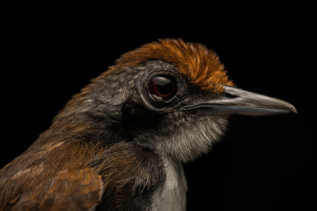 Bicolored Antbird