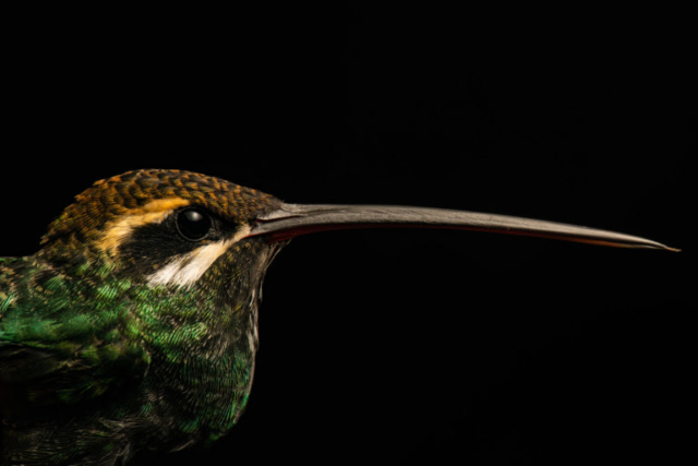 White Whiskered Hermit