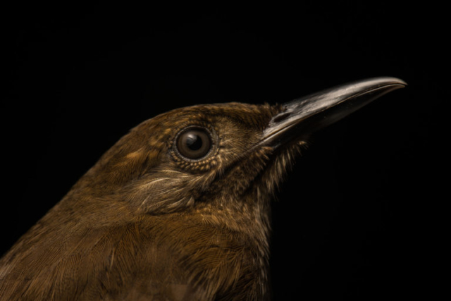 Plain Brown Woodcreeper