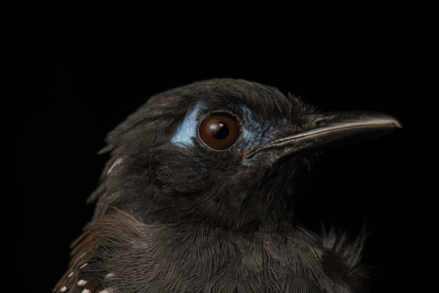 Chestnut Backed Antbird