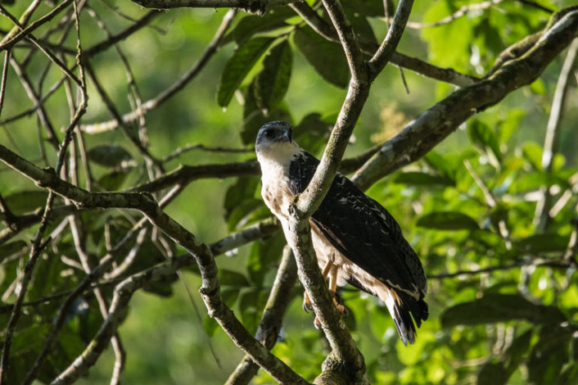 Gray-backed Hawk