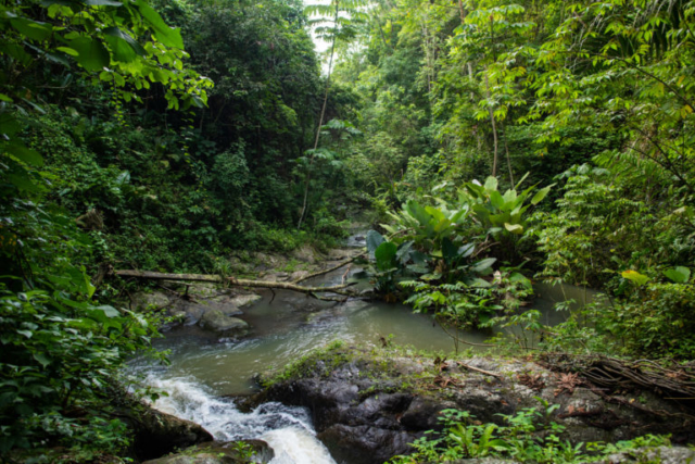 Jama-Coaque Reserve