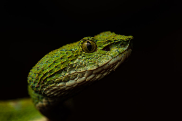 Eyelash Viper