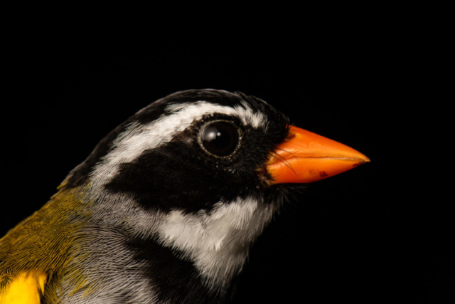 Orange-billed Sparrow