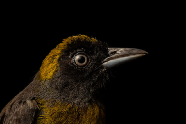 Dusky-faced Tanager