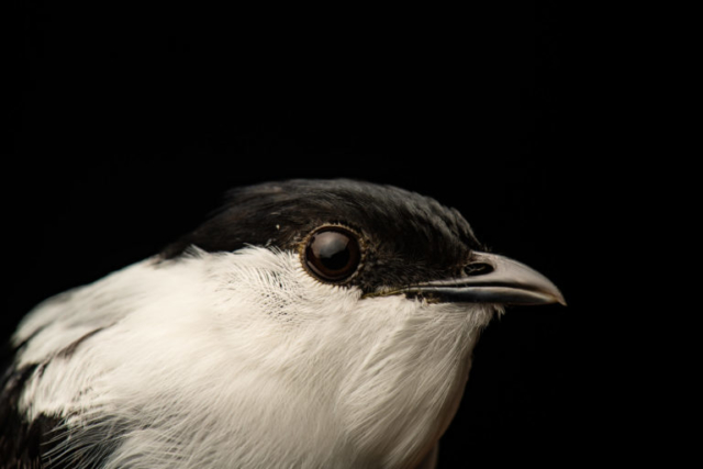 White-bearded Manakin