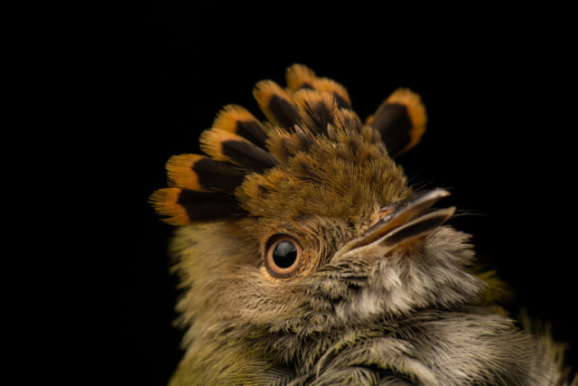 Scale-crested Pygmy-Tyrant