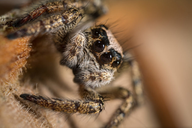 Jumping spider