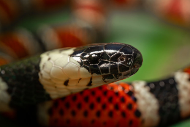 Dumeril's Coral Snake