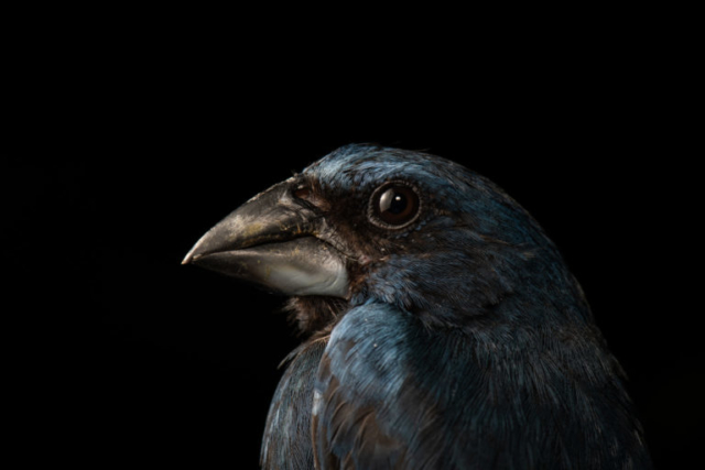 Blue-black Grosbeak