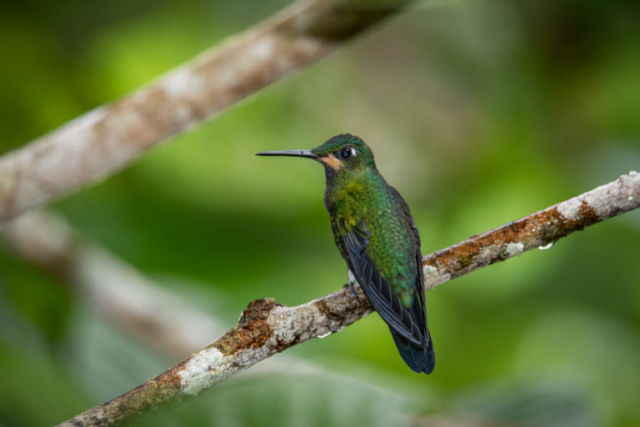 Green-crowned Brilliant