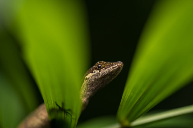 Anolis binotatus